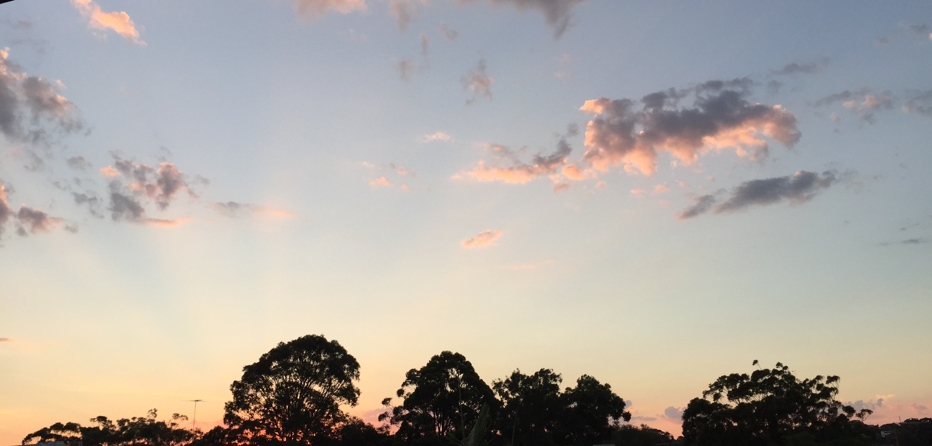 Soft evening sky above tree silhouettes